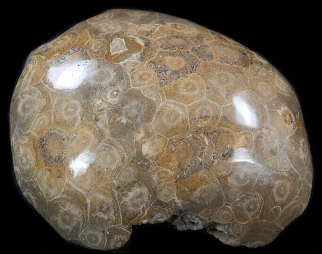 Polished Fossil Coral Head - Morocco #35375